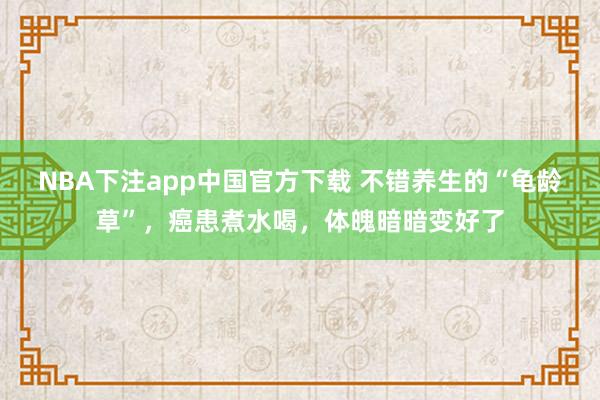 NBA下注app中国官方下载 不错养生的“龟龄草”,癌患煮水喝,体魄暗暗变好了